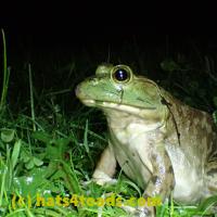/home//u458753944/public_html/sourcegallery////////////////Frogs/More bullfrogs/P6020071.JPG